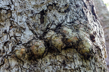 Abstract texture of tree bark