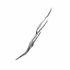 Autumn sketch outline herb. Hand-drawn line grass isolated on white background. Doodle Inked plant image. Nature, field, forest, summer sign, dried flowers, herbarium. Vector botanical illustration