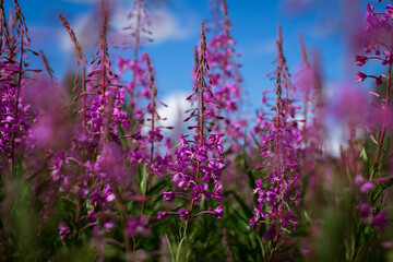 field of blooming fireweed