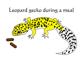 お食事中のヒョウモントカゲモドキ レオパルドゲッコー ハイイエロー キャラクター イラスト ベクター