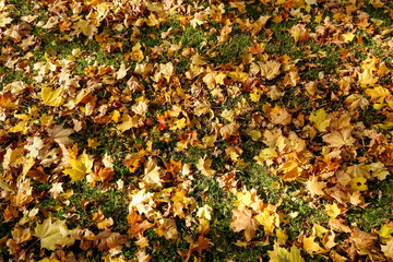 Full frame of autumn leaves on the ground. Fallen brown coloured dry autumn leaves on green grass in Kadriorg city park.