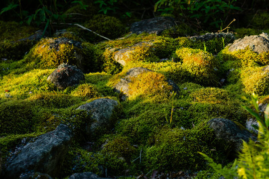 green moss on the rocks in the forest