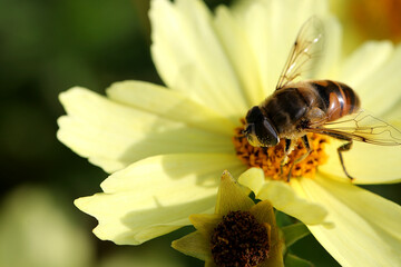 Nahaufnahme einer seltenen Schwebfliege auf der Blüte von einem Mädchenauge