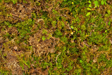 Green moss. natural background texture. fresh spring green moss.