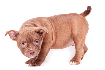 A brown American bully puppy stands calmly sideways to the camera. Isolated on a white background