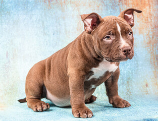 A sad brown American bully puppy sits and stares intently at the viewer. Close-up, light blue...