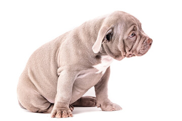 Fototapeta na wymiar A liliac American bully puppy sits quietly and looks away. Isolated on a white background