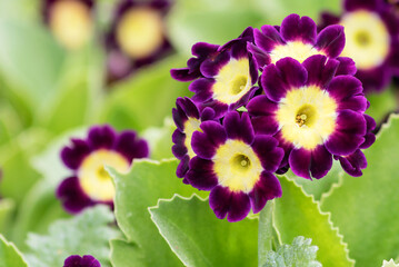 The spring flowering of a decorative ear primrose is a short, compact, rhizome plant. An English aristocrat for garden decoration. 