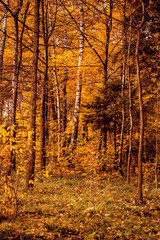 Autumn forest background. Yellow golden  leaves on trees.