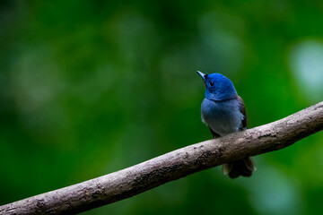 Obraz premium Black-naped Monarch in the tree
