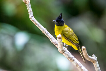 Black-crested Bulbul in the tree.