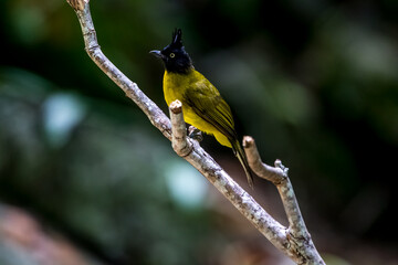  bird in the tree.in natural.in forest.