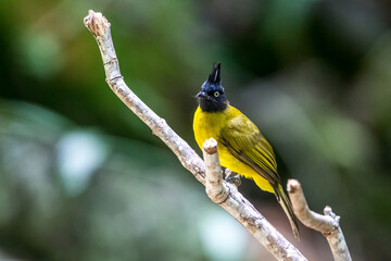 Black-crested Bulbul in the tree.