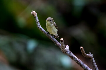 Yellow-rumped Flycatcher in the tree.