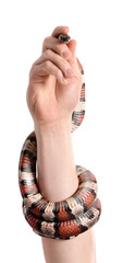 Hand of owner with red king snake on white background