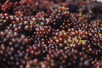 REMICH, LUXEMBOURG-OCTOBER 2021: Reportage at the seasonal Pinot Noir grapes harvesting in the vineyards