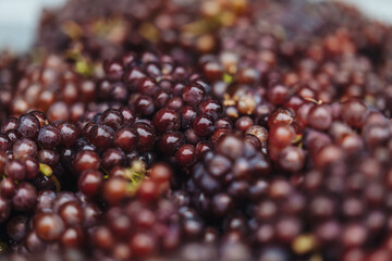 REMICH, LUXEMBOURG-OCTOBER 2021: Reportage at the seasonal Pinot Noir grapes harvesting in the vineyards