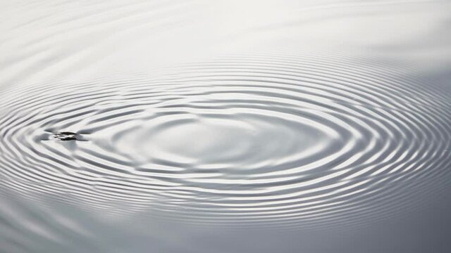 Insect water strider jumping on the surface of the water, slow motion