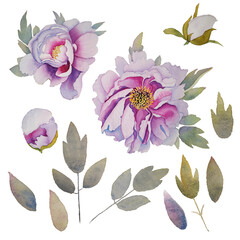 Blooming flowers, buds and leaves of peonies clipart. Hand drawn watercolor set of illustrations. 14 elements on an isolated background. Ideal for cards, invitations, wedding designs, wallpapers,