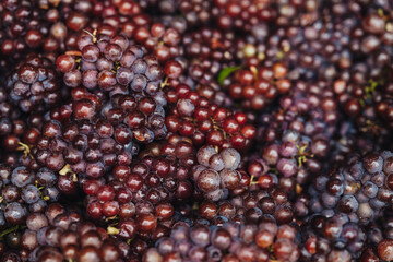 REMICH, LUXEMBOURG-OCTOBER 2021: Reportage at the seasonal Pinot Noir grapes harvesting in the vineyards