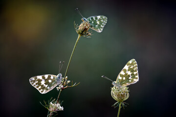 Three little birds