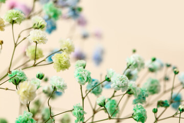Beautiful colorful gypsophila flowers on color background, closeup