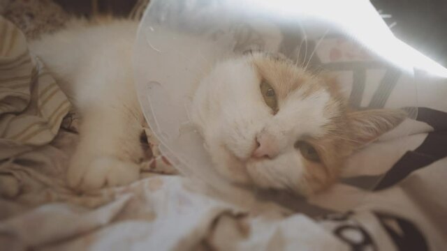 Ill cat in a bed. Amputated ear following ear cancer. Squamous Cell Carcinoma.