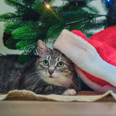Funny gray cat lies under the christmas tree as a present on New Year Eve. A pet as a New Year gift from santa claus