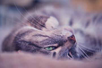 Portrait of a sleepy gray cat lying on a home sofa in the bedroom, close-up