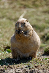 chien de prairie