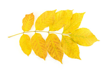yellow ash leaf isolated on white background