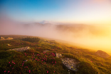 Naklejka na ściany i meble Majestic morning scene in summer mountains. Carpathian mountains, Ukraine.