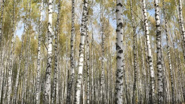 slender white trees birch grove in autumn