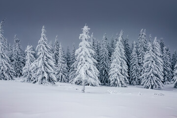 Naklejka premium Splendid view of snow-capped spruces on a frosty day. Carpathian mountains, Ukraine.