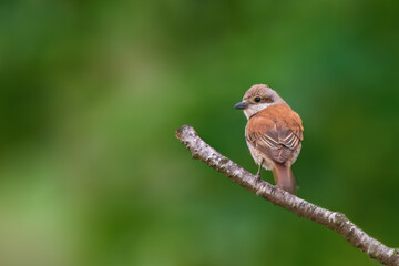 female red backed shrike foraging