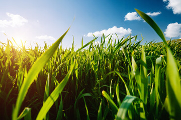 Close up green grass and blue sky in bright sunny day.
