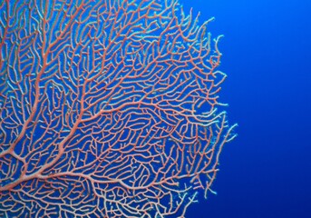 Fototapeta na wymiar Organic texture of Pink Sea Fan or Gorgonia coral (Annella mollis). Abstract background