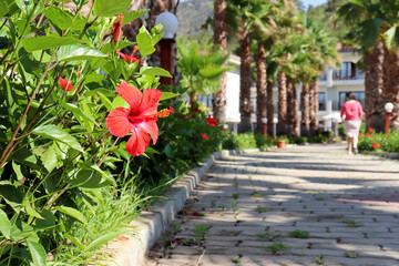 View through the hibiscus flowers to the tropical resort with palm trees. Vacation on sea coast,...