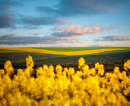 Bright yellow rapeseed field and cultivated land on a sunny day.