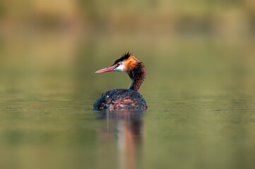 adult great crested grebe swims on a pond
