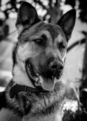 chien de père malinois de mère husky et rottweiler