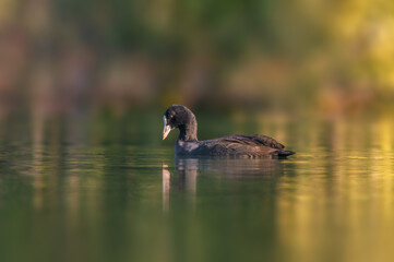 bald coot swims on a pond