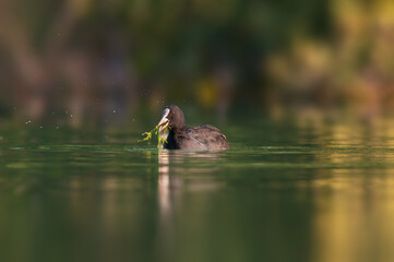 bald coot swims on a pond