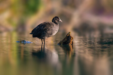 bald coot sunbathes on a pond