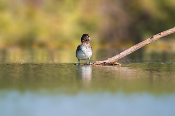 tufted duck sunbathes on a pond