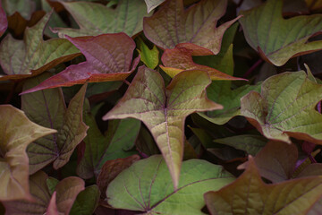 Fototapeta premium Ipomoea leaves texture. Purple-green foliage of autumn Ipomoea batatas close-up. Abstract natural bright background for design. Growing organic sweet garden potatoes. Decorative healthy vegetable.