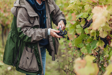 REMICH, LUXEMBOURG-OCTOBER 2021: Reportage at the seasonal Pinot Noir grapes harvesting in the vineyards