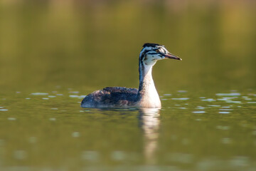 young great crested grebe chick swims on a pond
