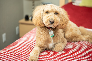 Mocha Australian Labradoodle