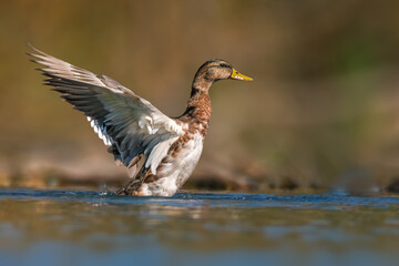 duck starts the flight on a pond